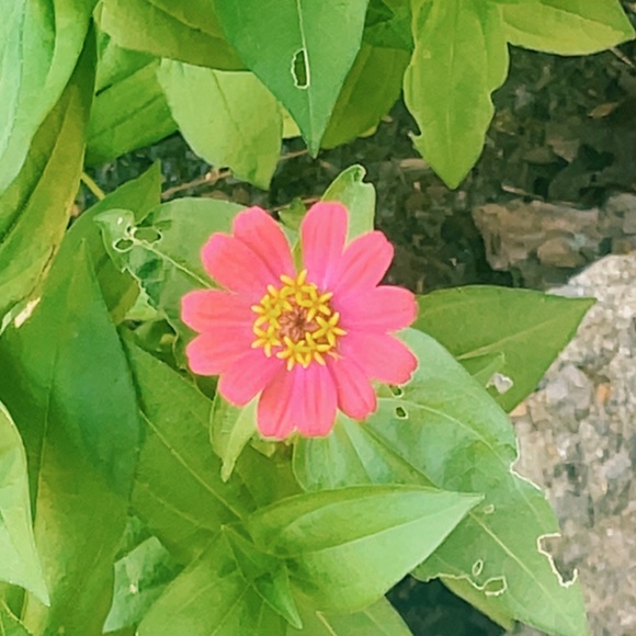 Meet your Posher, Ava - Picture 2 of 10